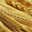 ______thumb_main - Sibnovosti.ru