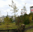 В районе Привокзальной площади высаживают рябины - Barnaul-Altai.Ru
