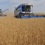 kombayny-rvutsya-v-boy444445546-2.jpg - Управление промышленности