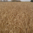 ______thumb_main - Sibnovosti.ru