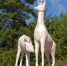 Санатории города-курорта Белокуриха получили от Ростуризма первые сертификаты качества - НовостиАлтая.рф