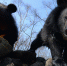 1507467946_thumb_main - Sibnovosti.ru