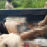 Убийство журналистов в ЦАР: дипломатическая почта - Яблоко