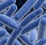 botulism - ФГБУ ЦНПВРЛ