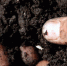 8500321engGBsoil 1680x600 - ФГБУ ЦНПВРЛ
