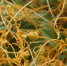 cuscuta parazit - ФГБУ ЦНПВРЛ