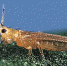 trips kaliforni 400 266 - ФГБУ ЦНПВРЛ