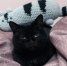 Котокафе - ИА Амител