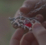 ______thumb_main - Sibnovosti.ru