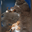 Кошка стала мамой для бельчат в Барнауле - Алтайская правда
