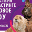 Если ты счастливый и гордый обладатель самого милого или своенравного, воспитанного или непоседливого пса абсолютно любой породы – кастинг на ТВ-3 для тебя! - Barnaul-Altai.Ru