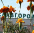 Тема «Фургала» была отработана в Славгороде с другим активистом ЛДПР - НовостиАлтая.рф