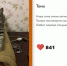 Игривые и любопытные. Выбраны новые претенденты на звание "Главной кошки города" - ИА Амител