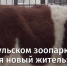 В Барнаульском зоопарке появился новый житель: символ наступающего 2021 года - Телеканал Катунь 24