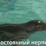 Первый постоянный нерпинарий появился в Барнауле - Телеканал Катунь 24