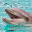 В России решили запретить вылавливать животных для дельфинариев - Телеканал Катунь 24