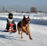 sled2020_2.jpg - Газета Первомайский вестник