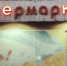 Бывший магазин 28 апельсинов в Барнауле выкупили на торгах - Сетевое издание Толк