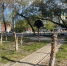 Барнаульский архитектор возмутился спиленными деревьями на проспекте Строителей - Телеканал Катунь 24