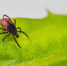 Рассказываем про эффективные способы защиты от клещей на природе - Телеканал Катунь 24