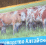 Главные новинки сельхозмашиностроения впервые в России представили на «Дне Сибирского поля» - ГТРК Алтай