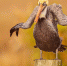 Напуганная выдра, смеющийся тюлень. Жюри определило финалистов Comedy Wildlife Photography Awards - Телеканал Катунь 24