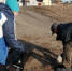 В пригороде столицы Алтайского края ликвидировали две несанкционированные свалки - Администрация Алтайского края