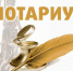 О результатах плановой проверки нотариуса Ткаченко А.Н., занимающегося частной практикой в Усть-Калманском нотариальном округе Алтайского края, на предмет исполнения правил нотариального делопроизводства - Министерство юстиции