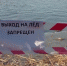 Прокуратура проверит безопасность на озере, где зимуют лебеди - ГТРК Алтай