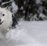 Барнаулец с Потока пожаловался на собачников, которые испортили общественное пространство - ИА Амител