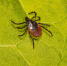 tick-geef1e71a5_1280.jpg - МФЦ Алтайского края