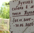 Эмоции домохозяек. Затухла ли в Барнауле тема с кладбищем домашних животных - Сетевое издание Толк