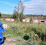 В Барнауле продолжают уничтожать очаги дикорастущей конопли с помощью гербицидов - Администрация г. Барнаул