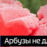 Фермер из Кулундинского района приглашает всех желающих за арбузами - ГТРК Алтай