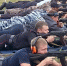 На Алтае лучше всех из автомата стреляет начальник полиции, отвечающий за общественный порядок - ИА Амител
