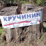 Агитация на пеньках и драка активисток. Казусы алтайских выборов — 2022 - ИА Амител
