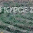Барнаулец нашел спиральный лабиринт в лесу - Телеканал Катунь 24