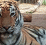 Стало известно, как тигр Ермак из Барнаула сбежал из вольера - Barneos22.ru