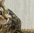 В барнаульской компании трудоустроили кошку 😻 - Телеканал Катунь 24