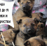 Ничего мимишнее в это воскресенье вы не увидите!? - Газета Первомайский вестник