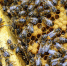 Алтайских аграриев снова уличили в неправильном информировании пчеловодов о химобработках - Barneos22.ru