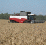 Более чем в 20 районах региона приступили к уборке зерновых и зернобобовых культур - Управление сельского хозяйства