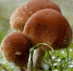 Новая неделя в Алтайском крае стартует с дождей и гроз - Сетевое издание Толк