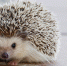 Фото: pixabay.com - Алтайская правда