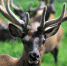 Фото: pixabay.com - Алтайская правда