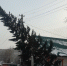 Повисшая на проводах ель угрожает оставить часть бийчан без света - Сетевое издание Толк