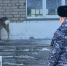 В Алтайском крае спасли детеныша косули, который забрел в школу - Сетевое издание Толк