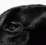 Собака / Источник фото: unsplash.com - ИА Амител