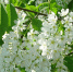 Черёмуха цветёт / Фото: zoosnow с сайта Pixabay - ИА Амител
