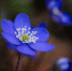 Красивый весенний цветок / Фото: pixabay.com - ИА Амител